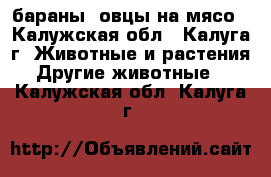 бараны, овцы на мясо - Калужская обл., Калуга г. Животные и растения » Другие животные   . Калужская обл.,Калуга г.